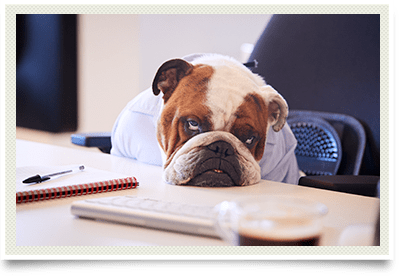 Chronic Fatigue photo of tired dog