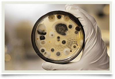 Petri dish for mold and mycotoxins photo