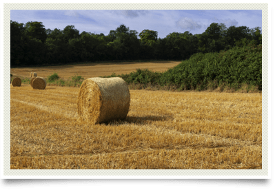 Inhalant allergies photo of hayfield