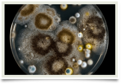 Photo of mold spores in a petri dish