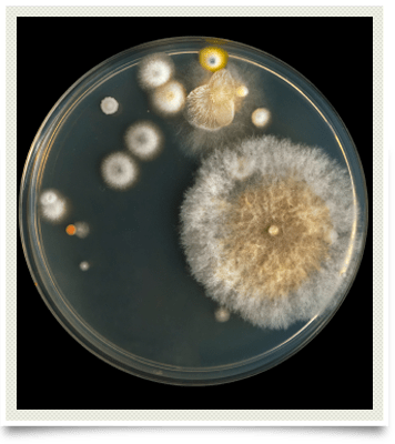 Mycotoxins and fungi on a petri dish