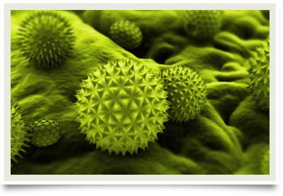 Up close photo of pollen