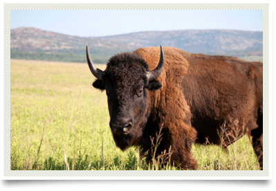 Photo of a bison for triggered illnesses page